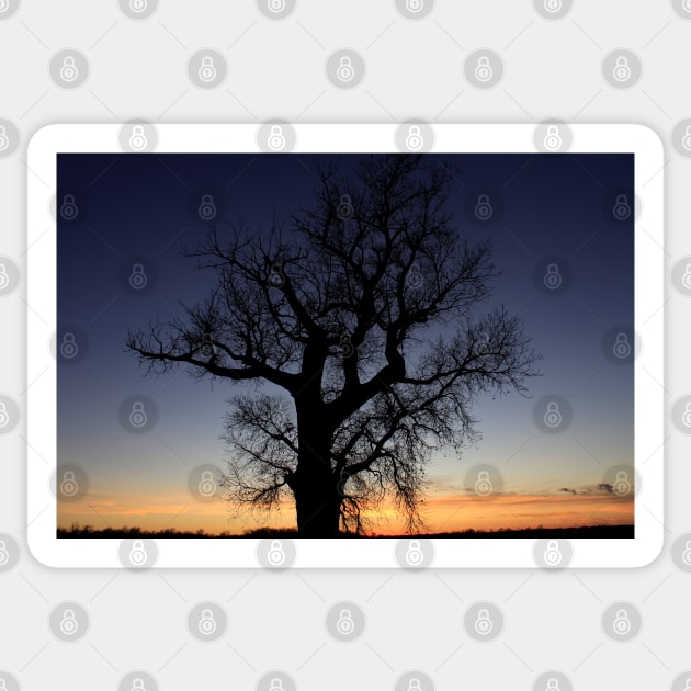 Kansas colorful Sunset with a Tree Silhouette out in the country Sticker by ROBERTDBROZEK